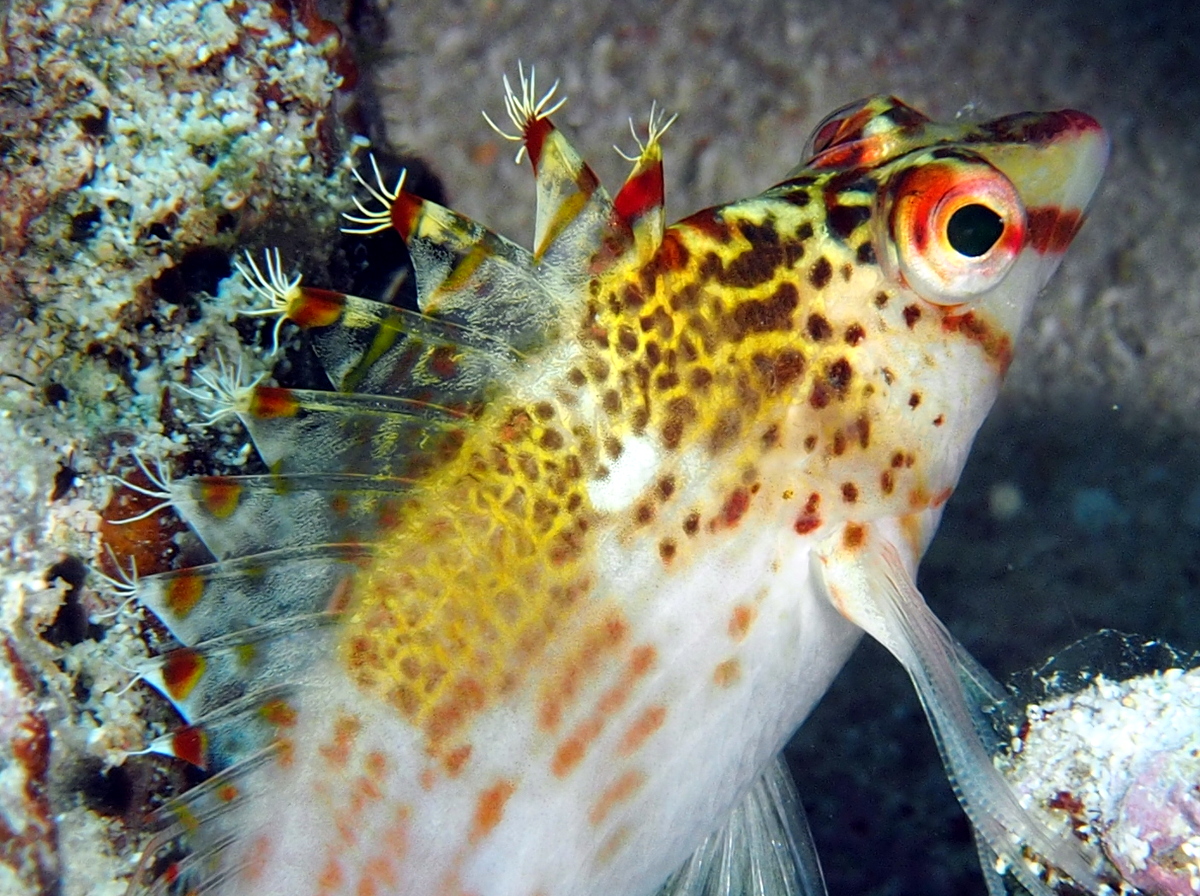 Dwarf hawkfish - Cirrhitichthys falco