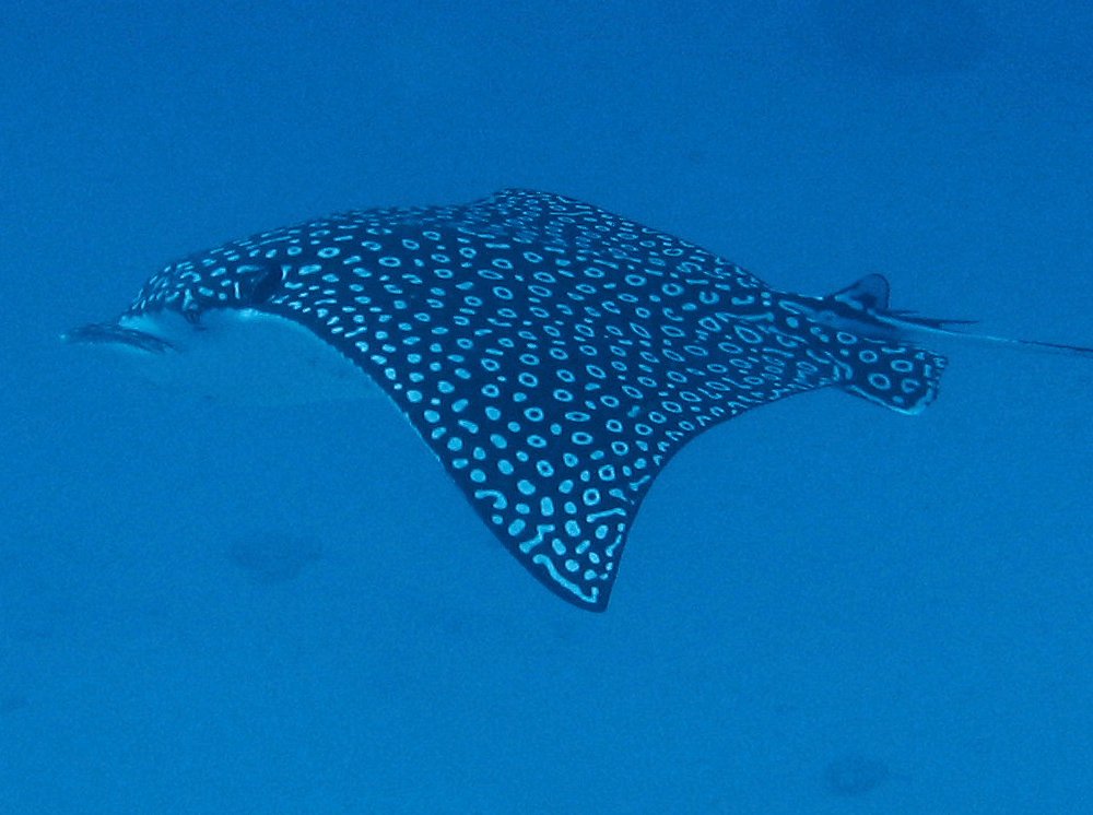 Spotted Eagle Ray - Aetobatus narinari