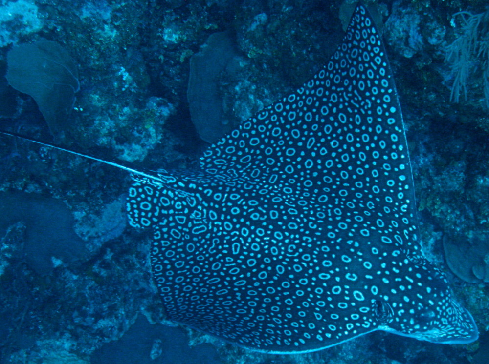 Spotted Eagle Ray - Aetobatus narinari