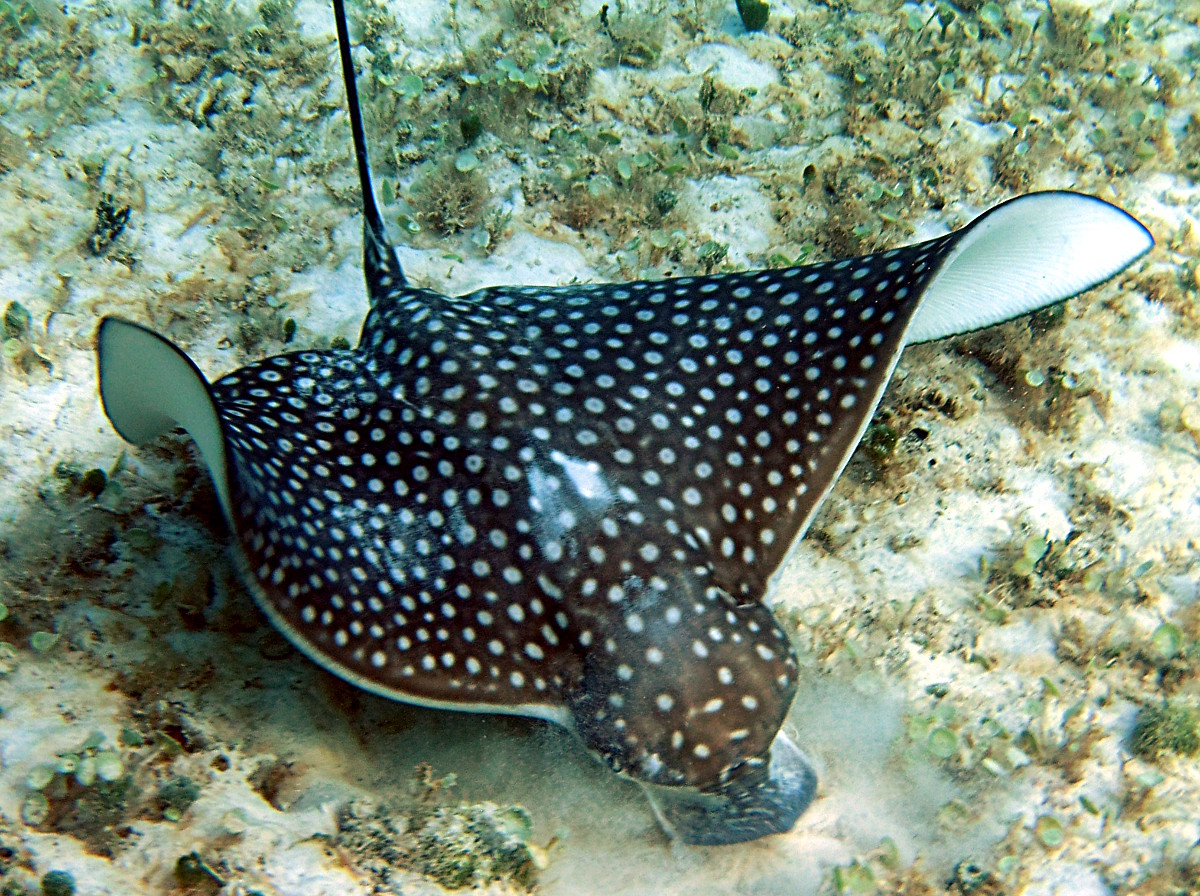 Spotted Eagle Ray - Aetobatus narinari