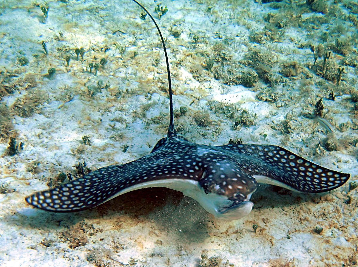 Spotted Eagle Ray - Aetobatus narinari