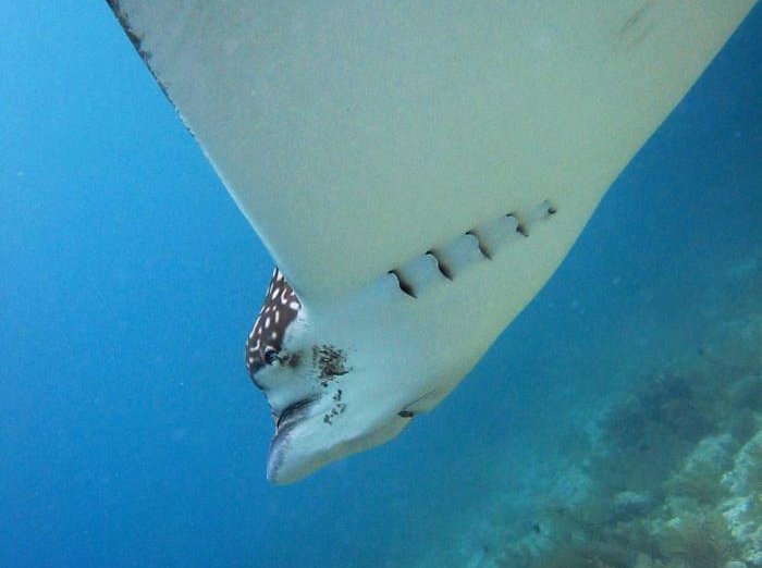 Spotted Eagle Ray - Aetobatus narinari