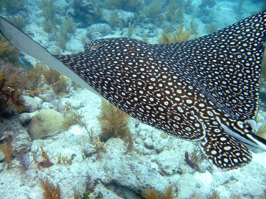 Spotted Eagle Ray - Aetobatus narinari