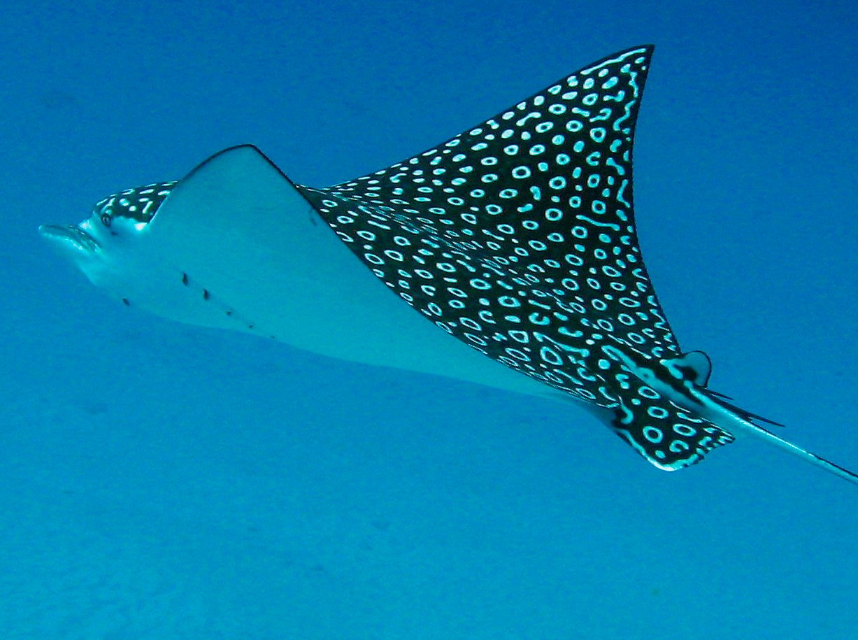 Spotted Eagle Ray - Aetobatus narinari