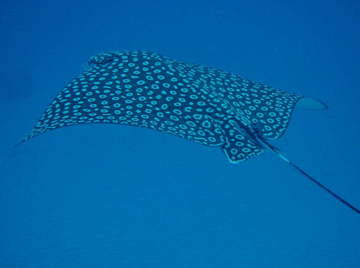 Spotted Eagle Ray - Aetobatus narinari