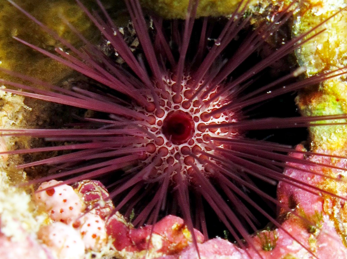 Needle-spined Urchin - Echinostrephus aciculatus