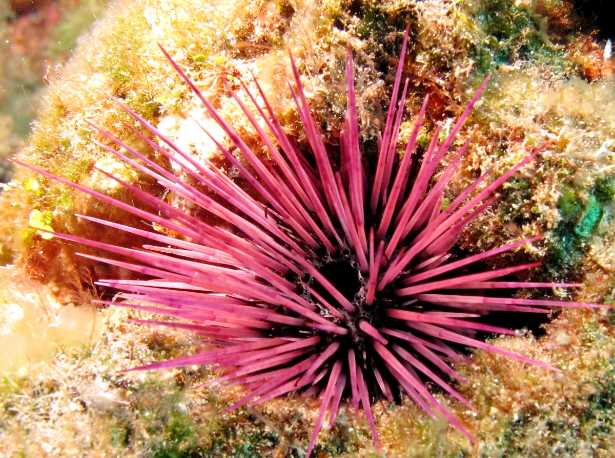 Needle-spined Urchin - Echinostrephus aciculatus