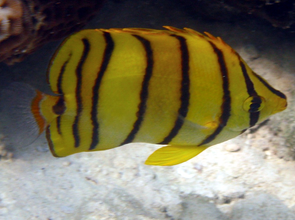 Eight-Banded Butterflyfish - Chaetodon octofasciatus