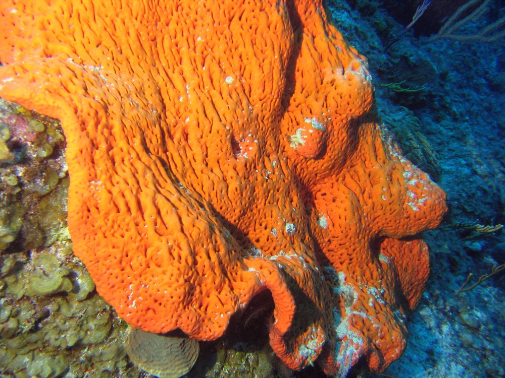 Orange Elephant Ear Sponge - Agelas clathrodes