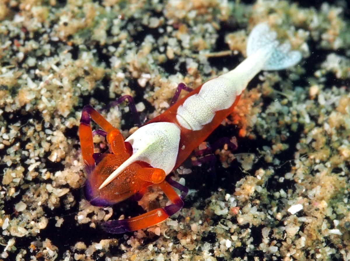Emperor Shrimp - Periclimenes imperator