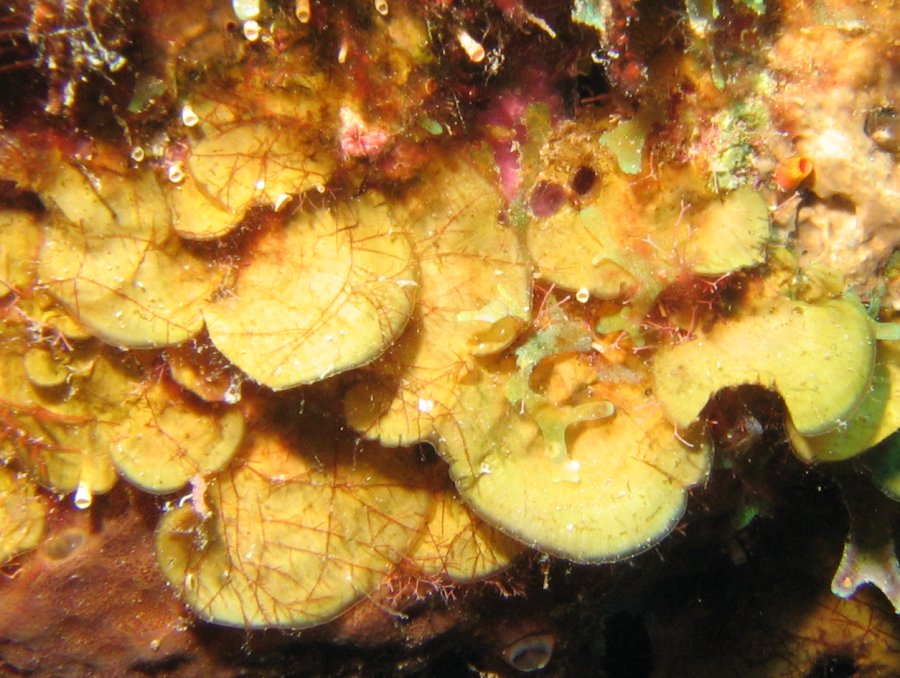 Encrusting Fan-Leaf Alga - Lobophora variegata - Bonaire