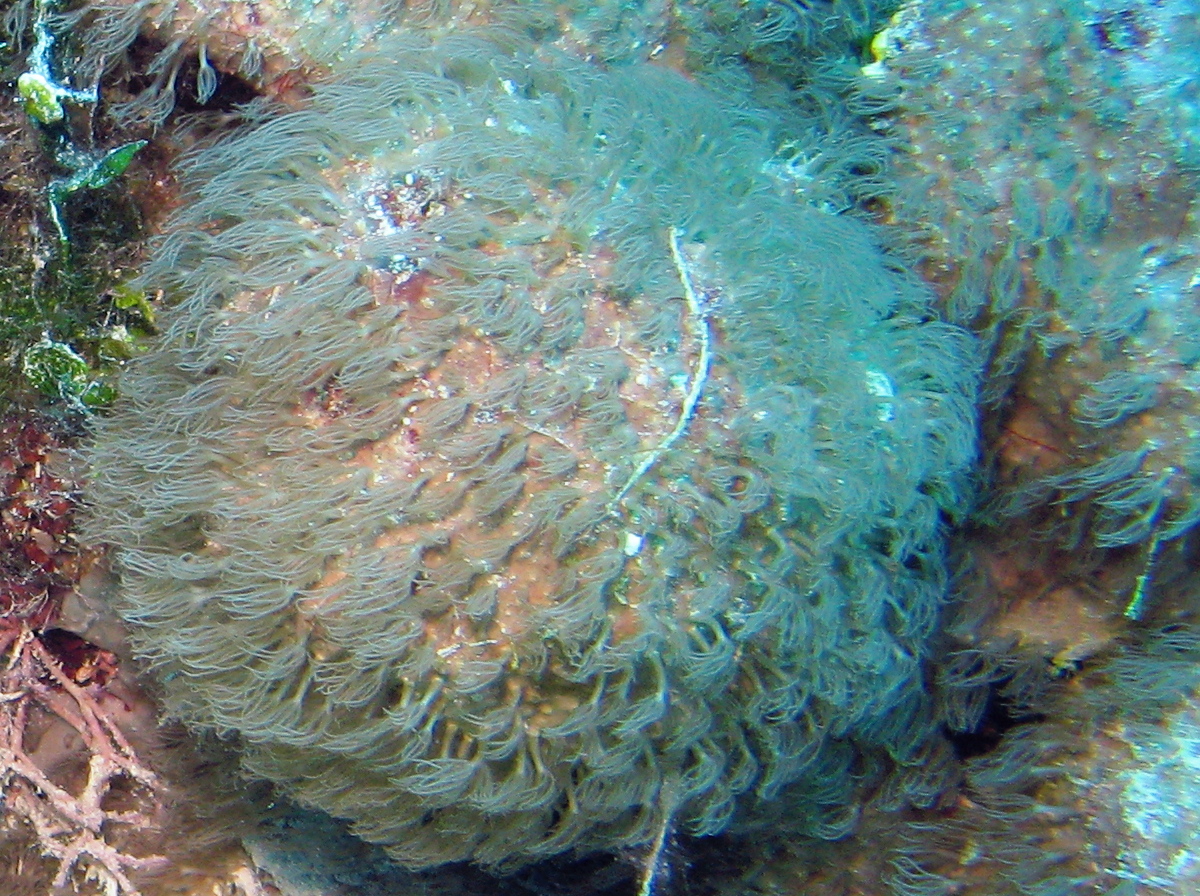 Encrusting Gorgonian - Erythropodium caribaeorum - Nassau, Bahamas