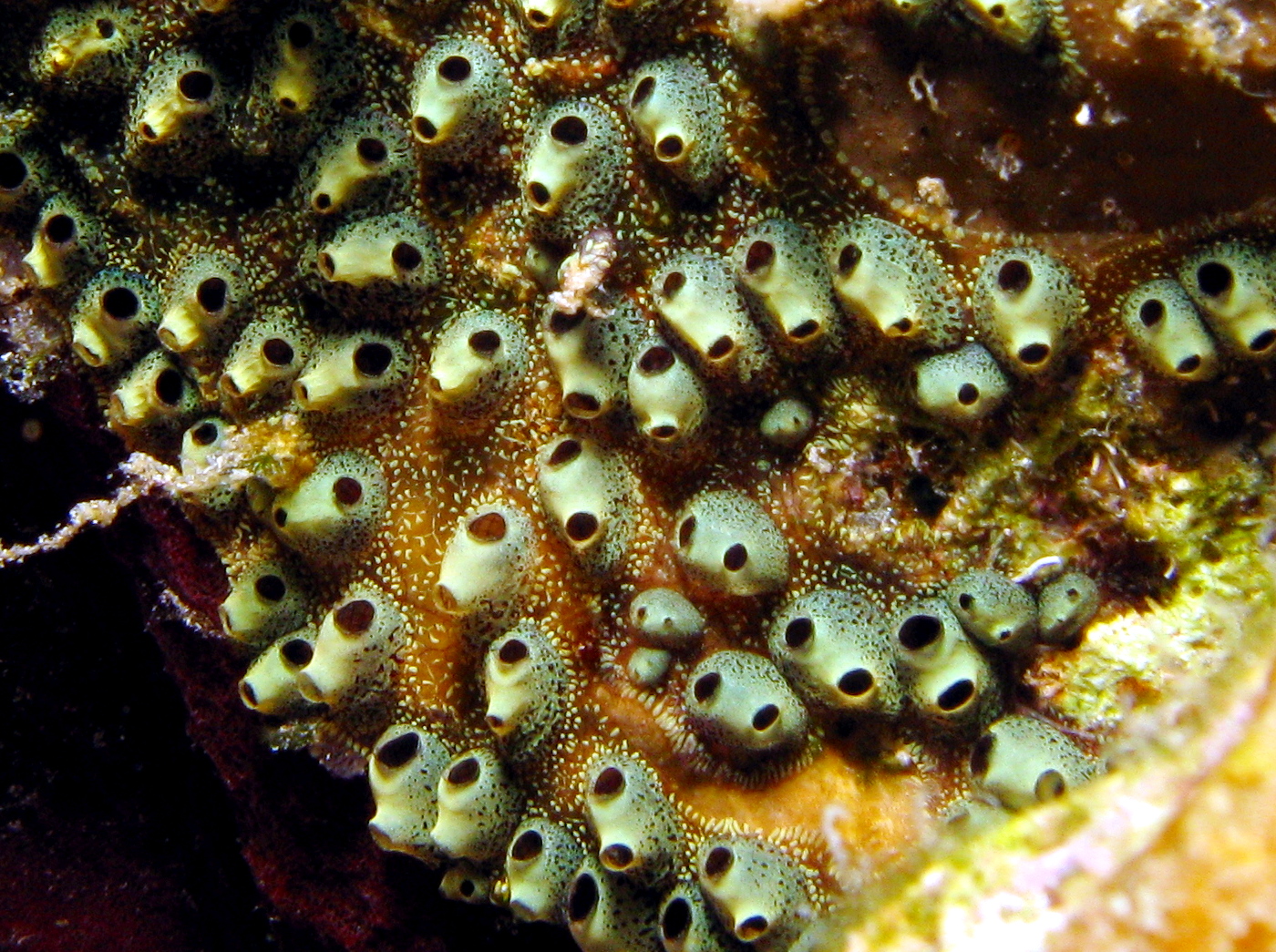 Encrusting Social Tunicate - Symplegma viride