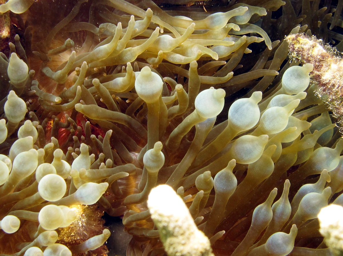 Bulb-tentacle sea anemone - Entacmaea quadricolor