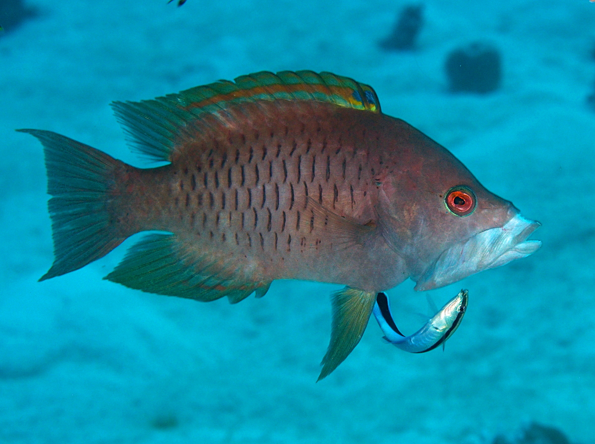 Latent Slingjaw Wrasse - Epibulus brevis - Palau