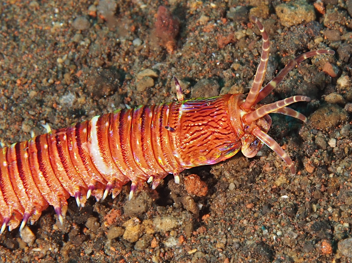 Eunice cf. australis - Eunice cf. australis