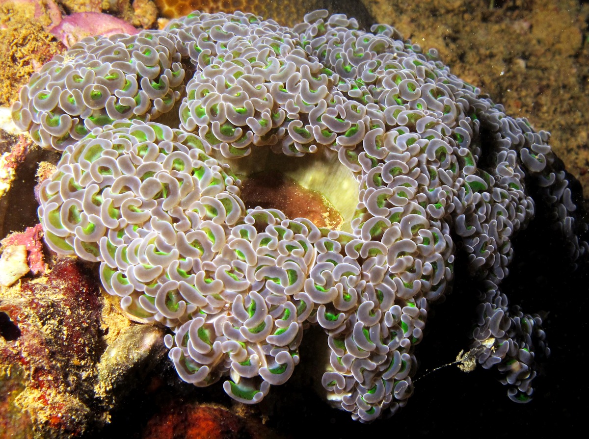 Anchor Coral - Euphyllia ancora
