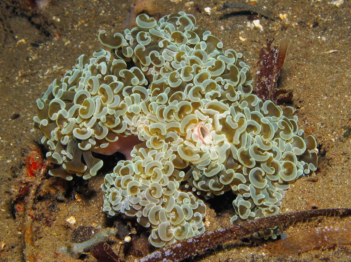 Anchor Coral - Euphyllia ancora