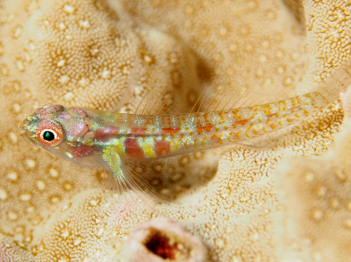 Whitestriped Dwarfgoby - Eviota guttata