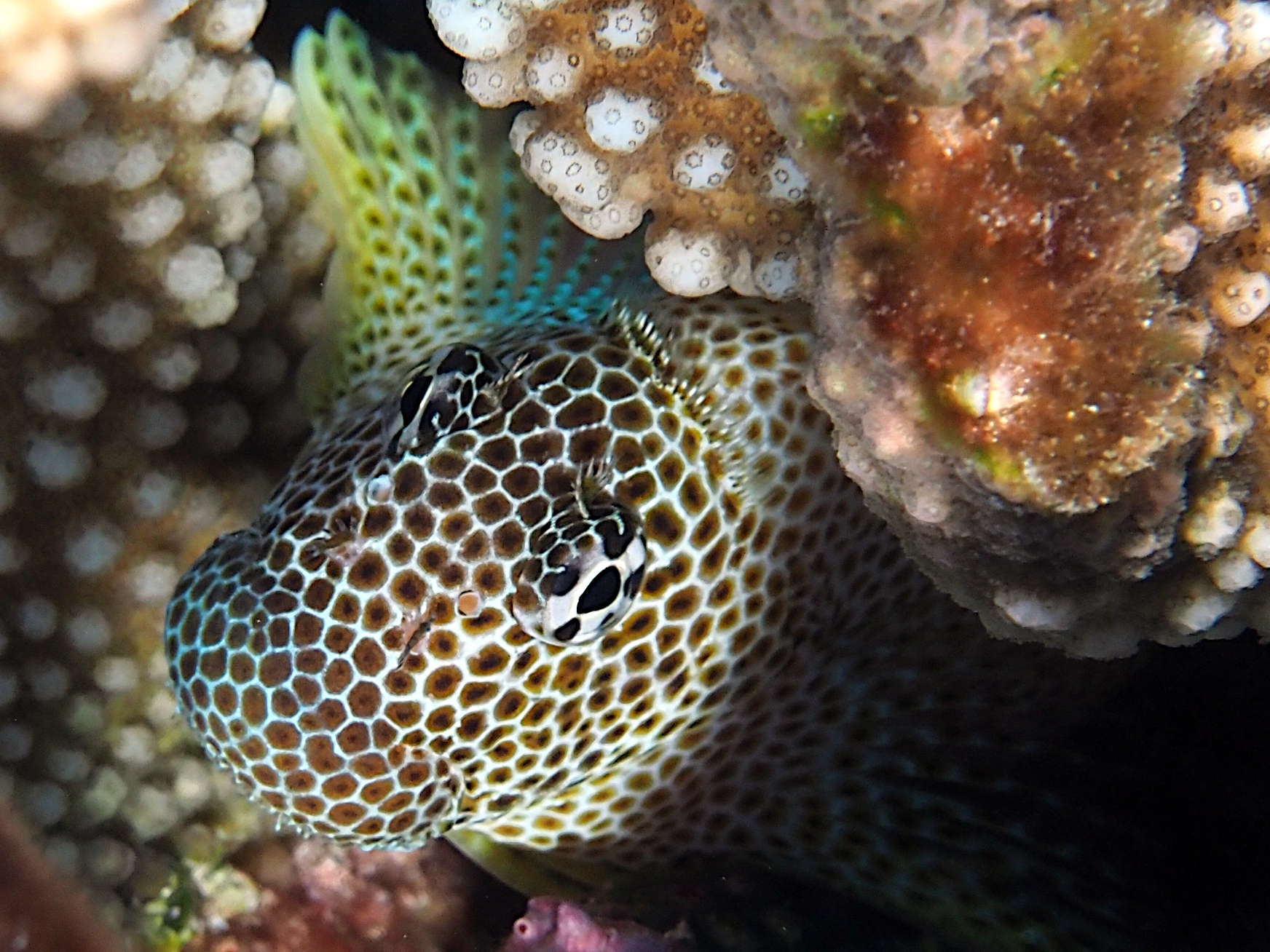 Leopard Blenny - Exallias brevis