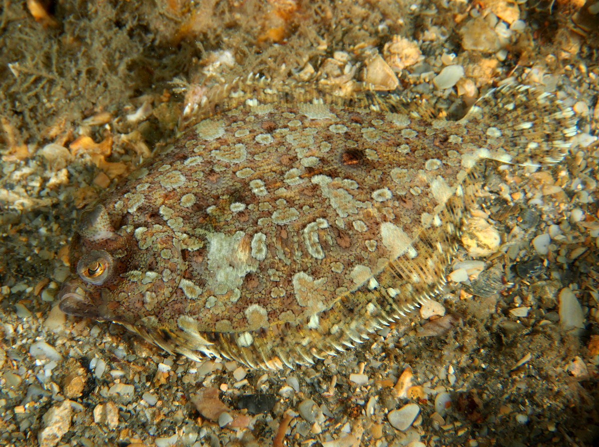 Eyed Flounder - Bothus ocellatus