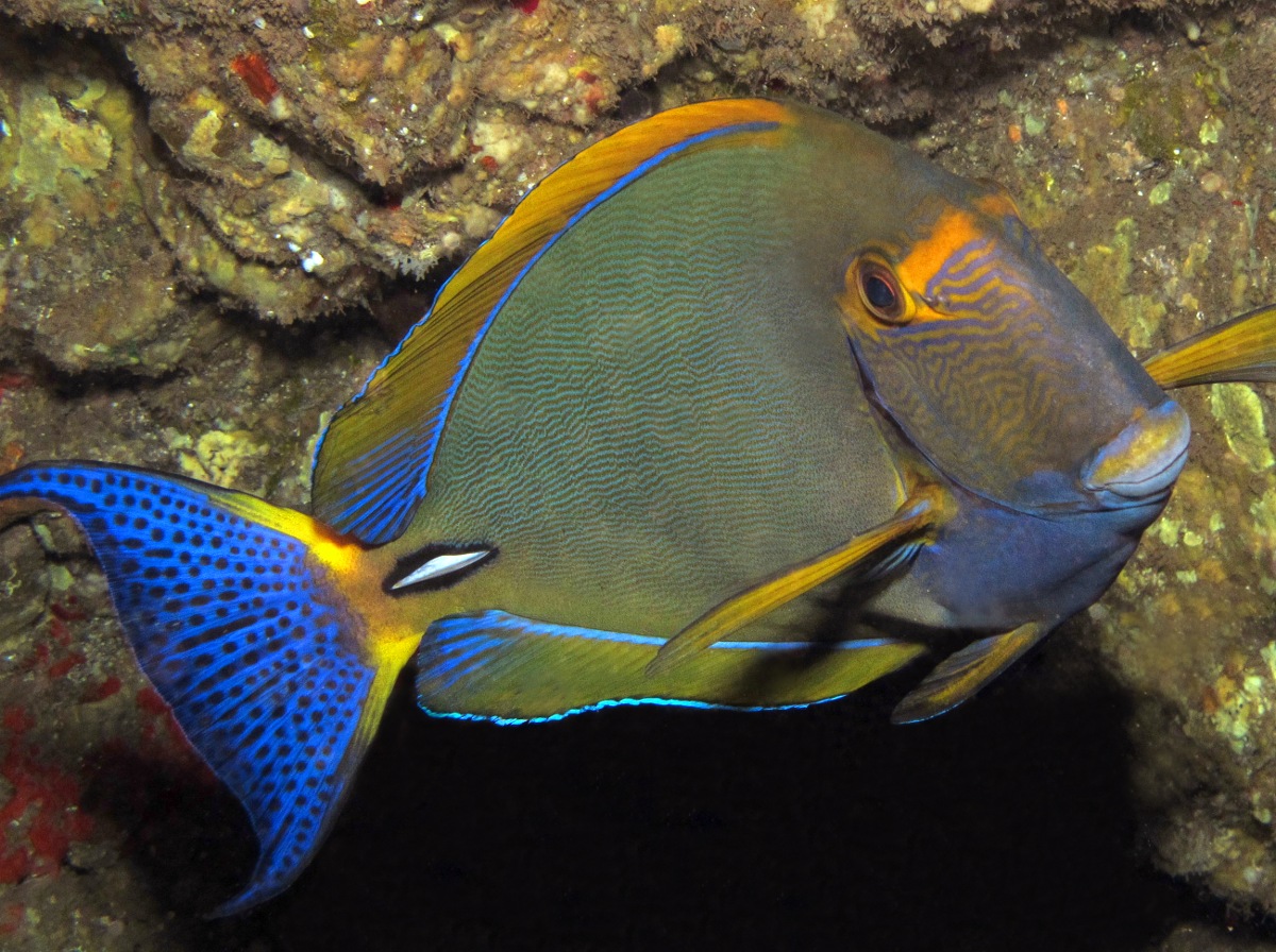 Eyestripe Surgeonfish - Acanthurus dussumieri