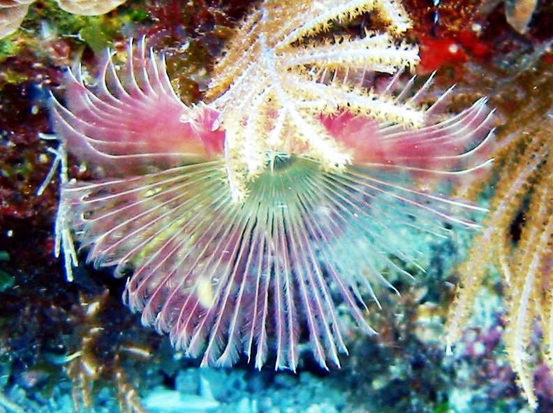 Split-Crown Feather Duster - Anamobaea oerstedi