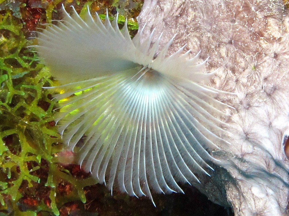 Split-Crown Feather Duster - Anamobaea oerstedi