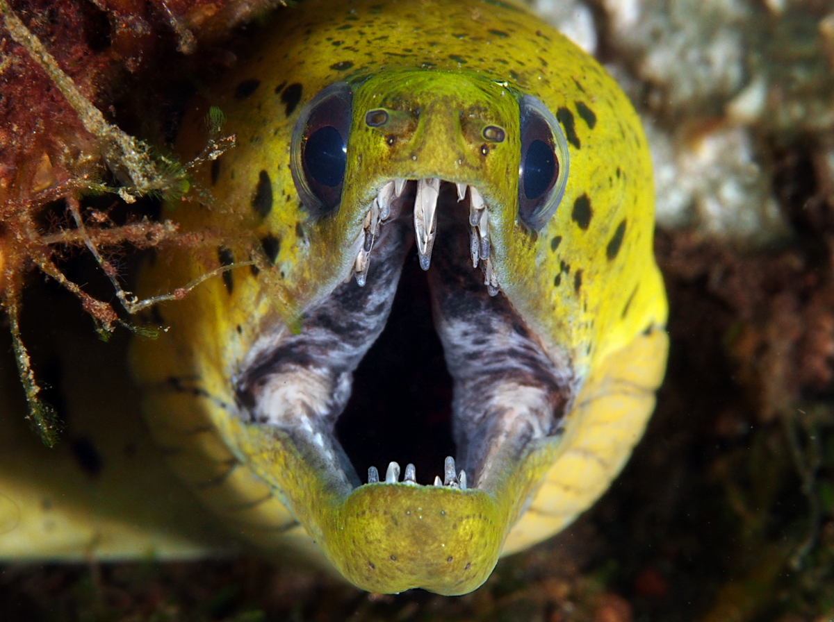 Fimbriated Moray Eel - Gymnothorax fimbriatus