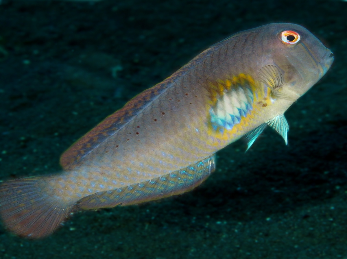 Finspot razorfish - Iniistius melanopus
