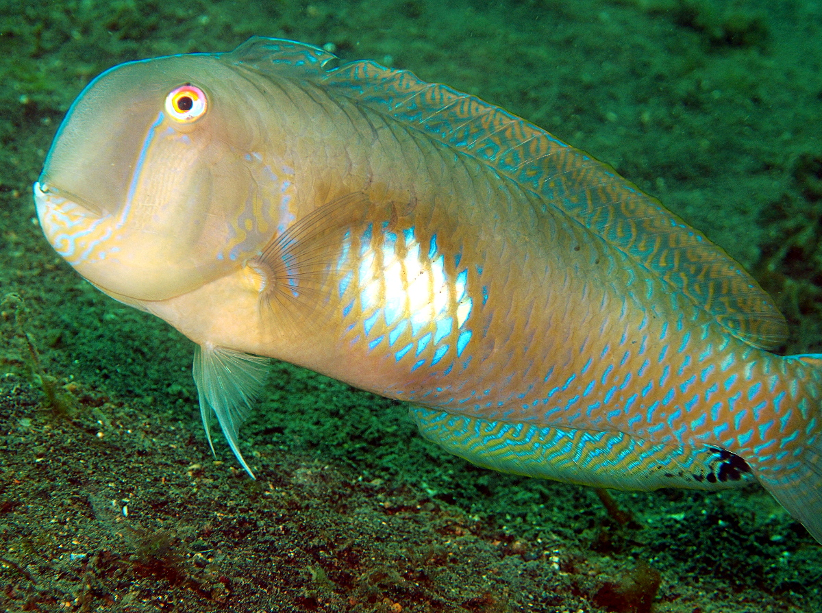 Finspot razorfish - Iniistius melanopus