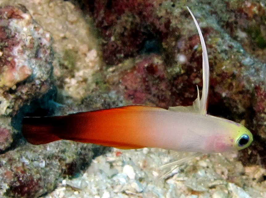 Fire Dartfish - Nemateleotris magnifica