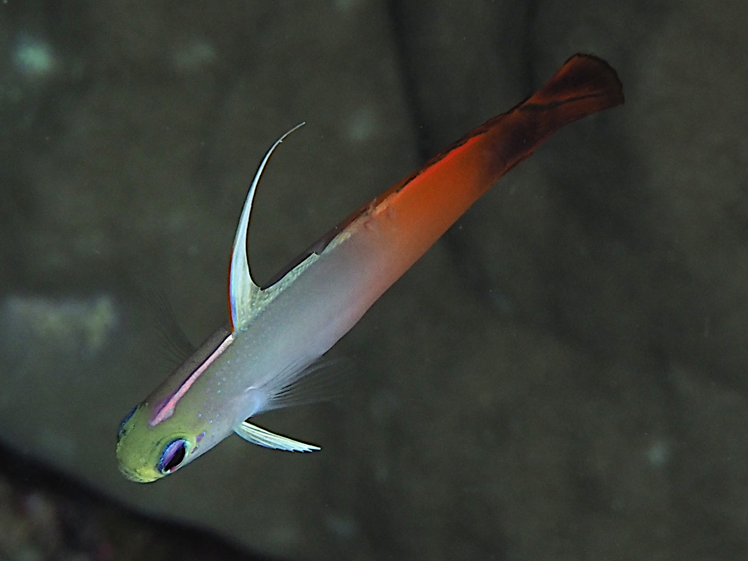 Fire Dartfish - Nemateleotris magnifica