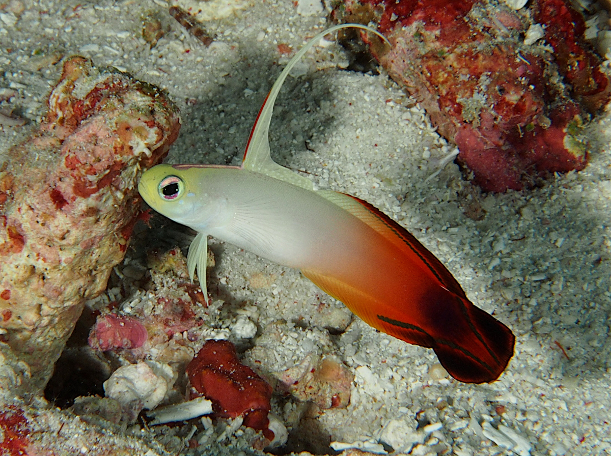 Fire Dartfish - Nemateleotris magnifica