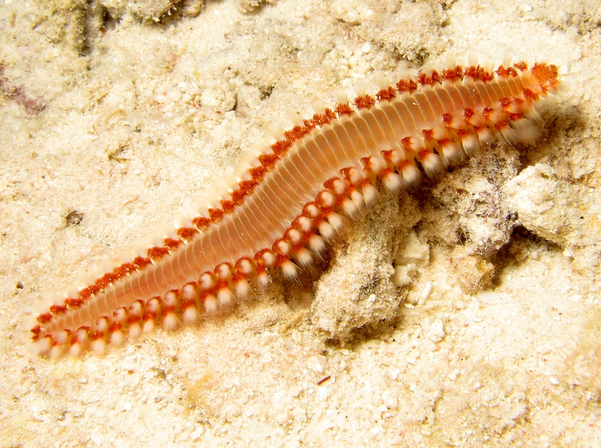 Bearded Fireworm - Hermodice carunculata