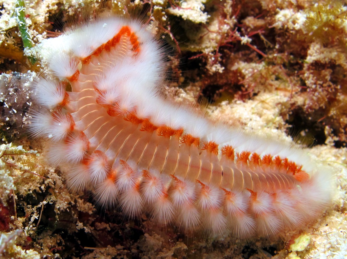 Bearded Fireworm - Hermodice carunculata