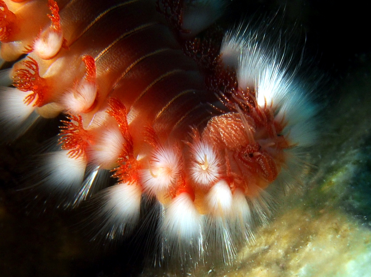 Bearded Fireworm - Hermodice carunculata