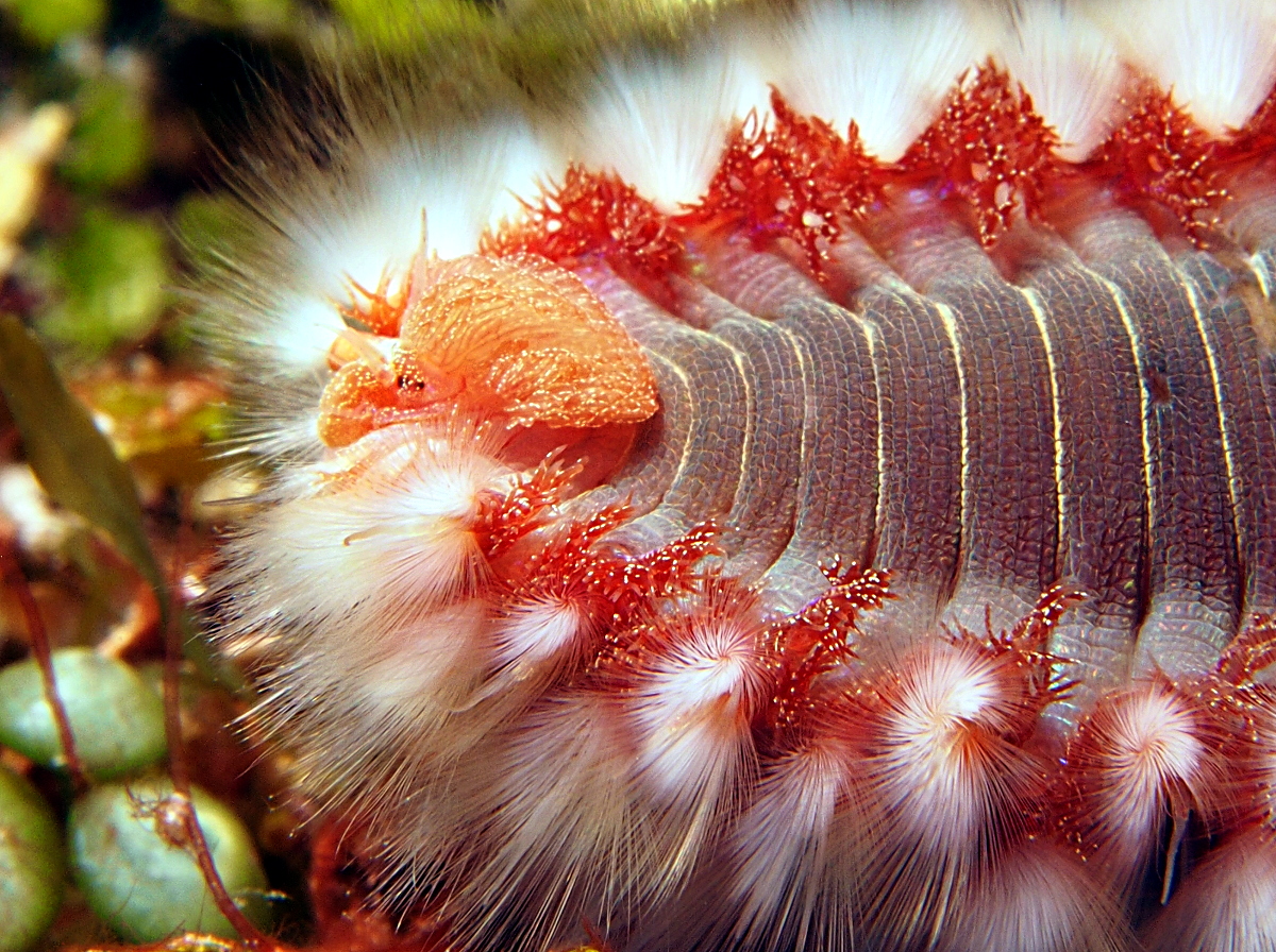 Bearded Fireworm - Hermodice carunculata