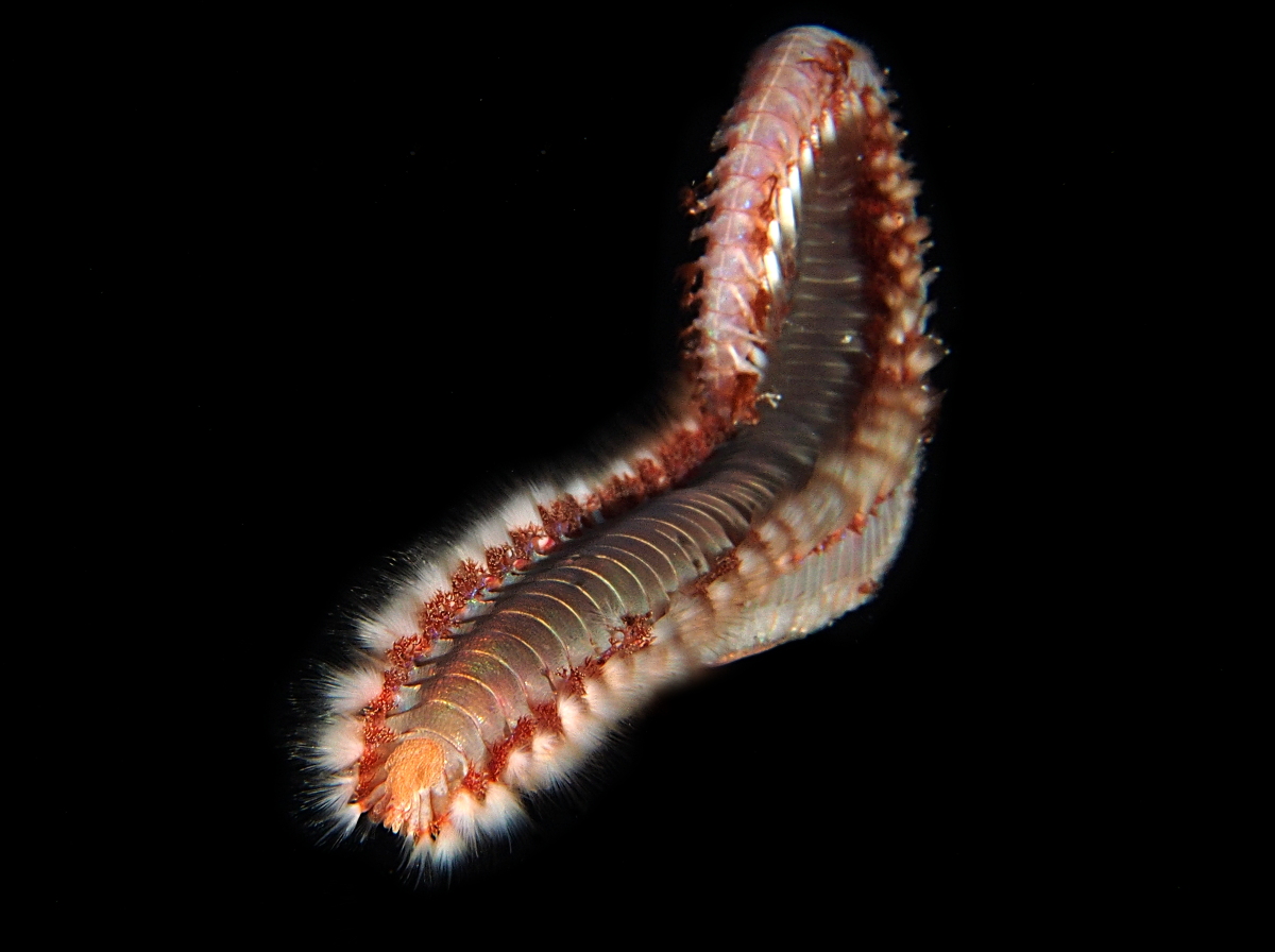 Bearded Fireworm - Hermodice carunculata