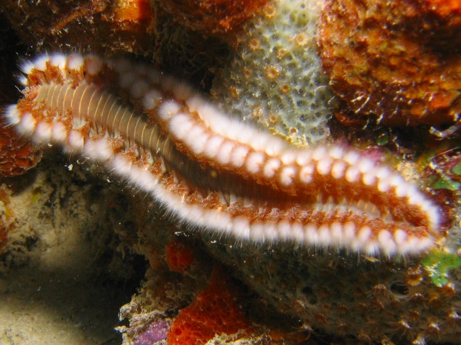 Bearded Fireworm - Hermodice carunculata