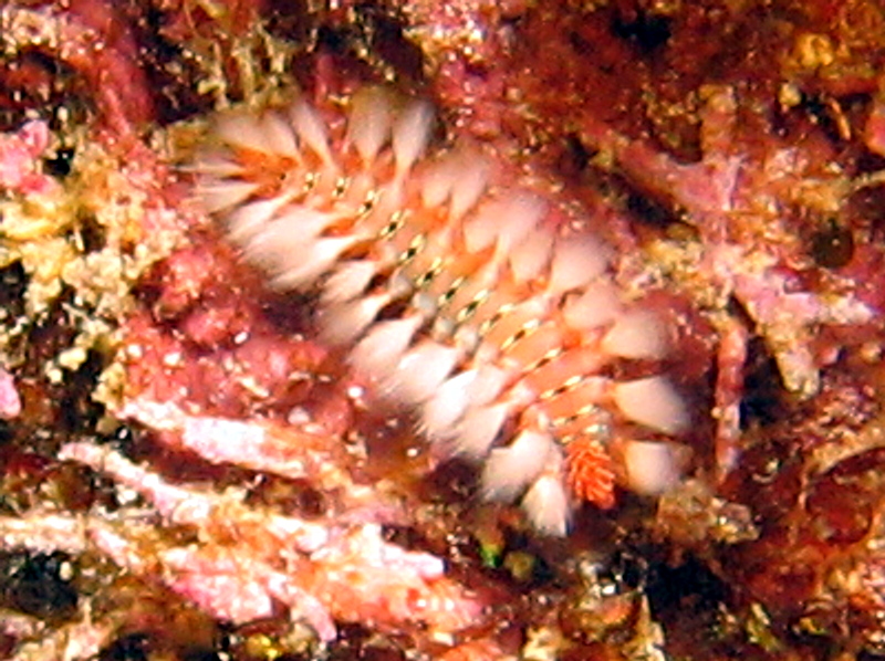 Bearded Fireworm - Hermodice carunculata