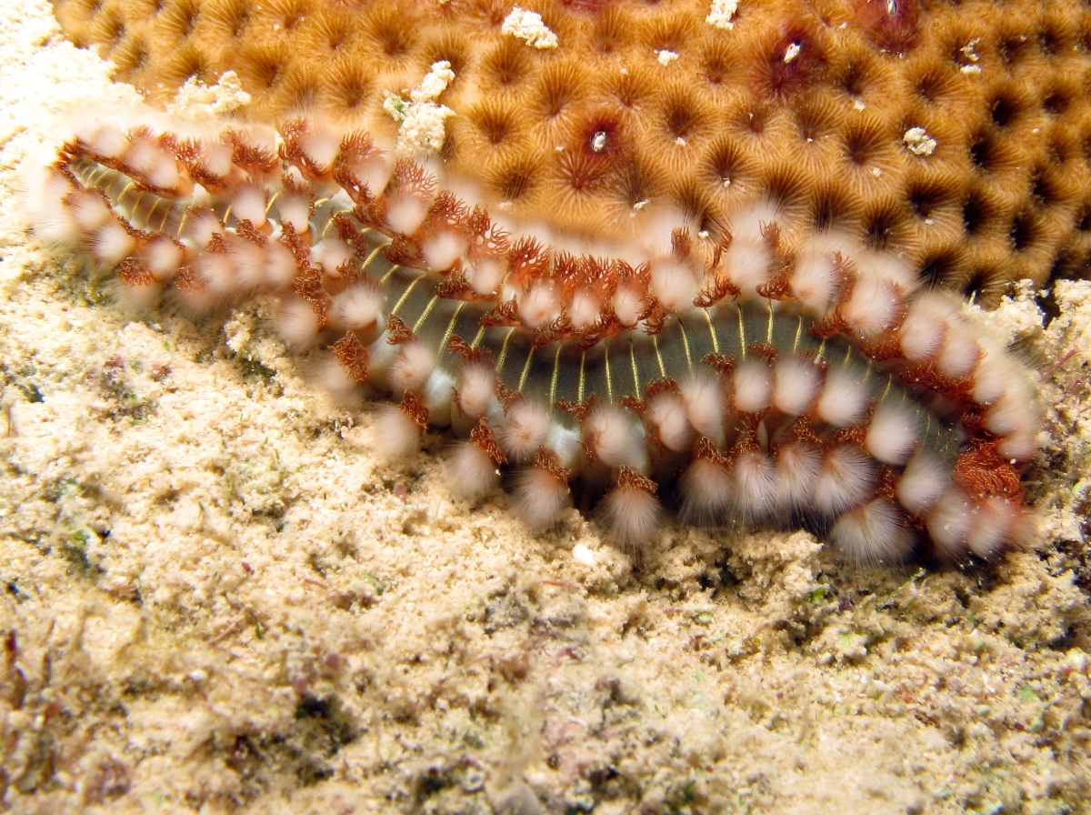 Bearded Fireworm - Hermodice carunculata