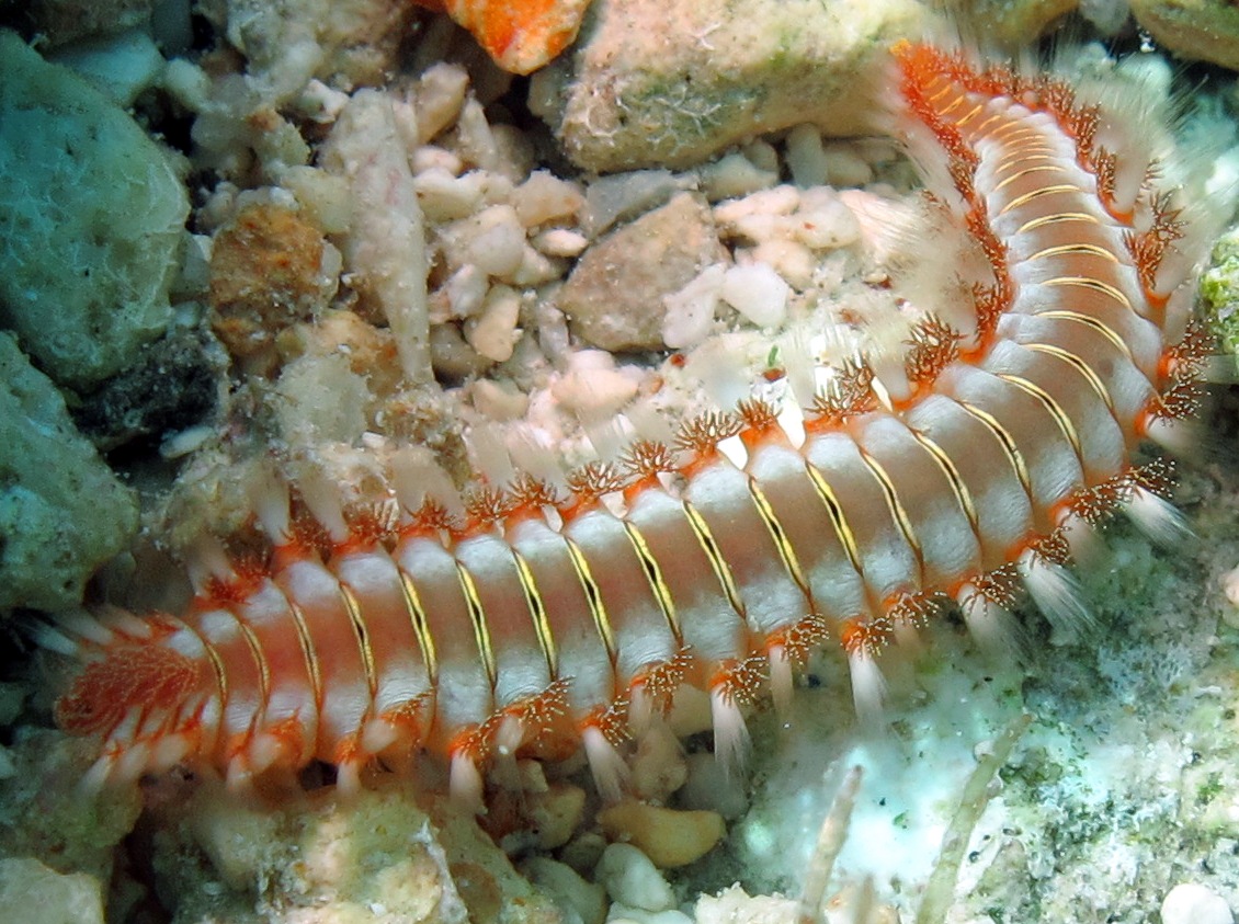 Bearded Fireworm - Hermodice carunculata