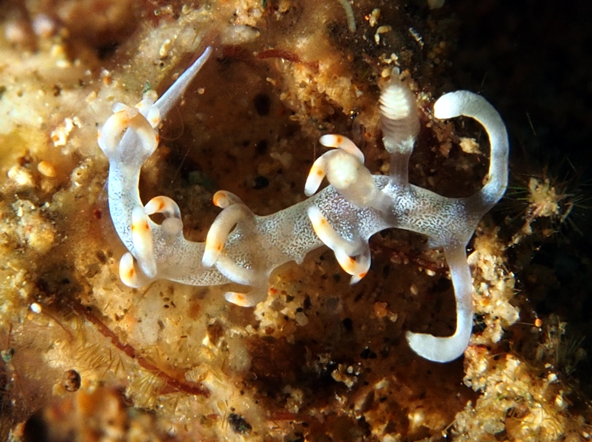 Bicolor Flabellina - Flabellina bicolor