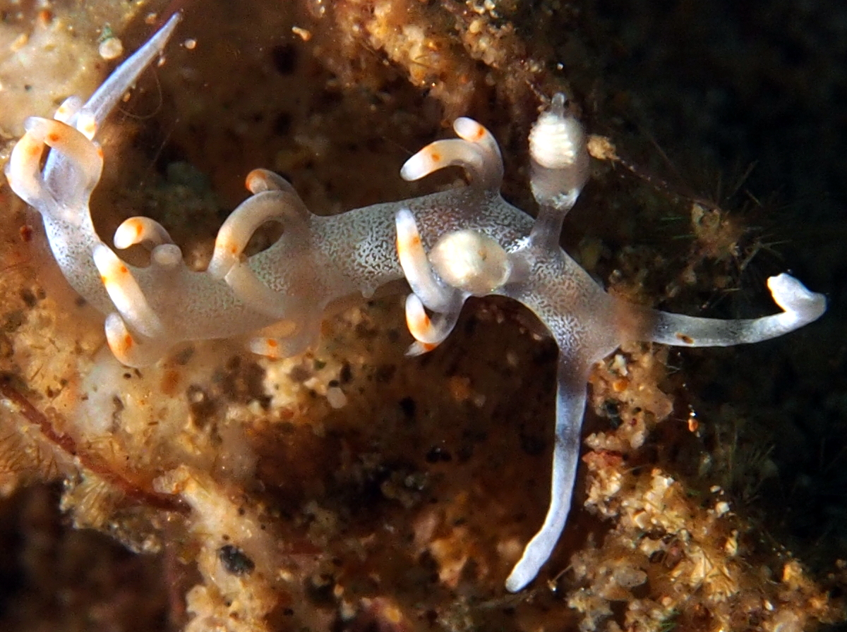 Bicolor Flabellina - Flabellina bicolor