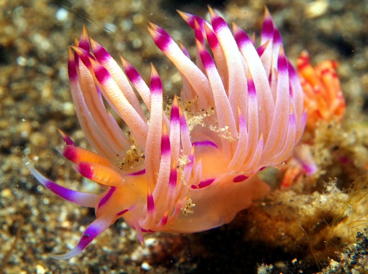 Redline Flabellina - Flabellina rubrolineata - Lembeh Strait, Indonesia