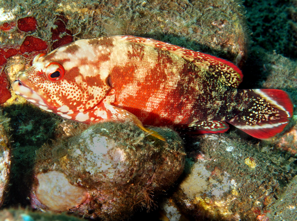 Flagtail Grouper - Cephalopholis urodeta