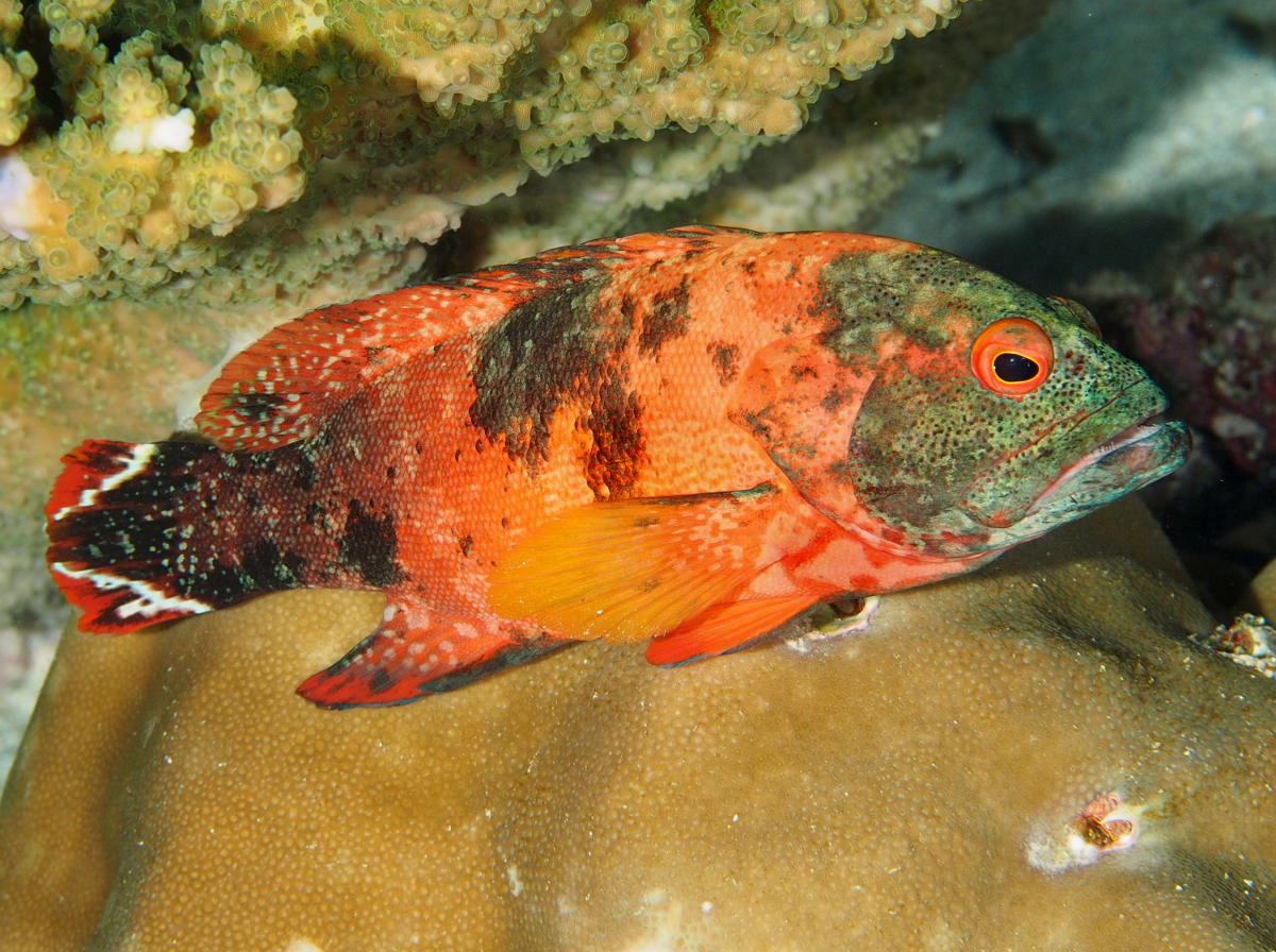 Flagtail Grouper - Cephalopholis urodeta
