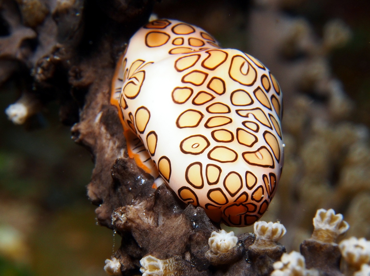 Flamingo Tongue - Cyphoma gibbosum