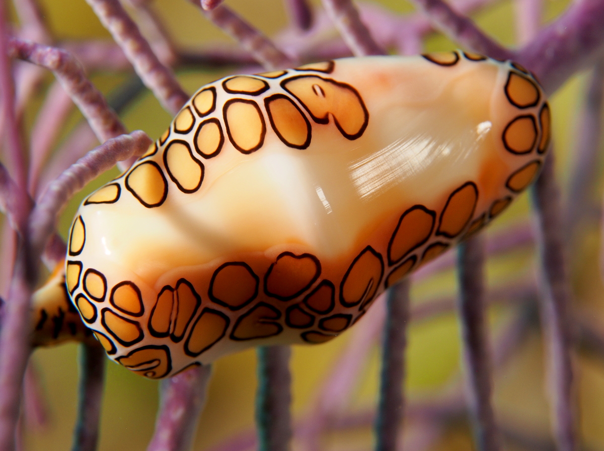 Flamingo Tongue - Cyphoma gibbosum